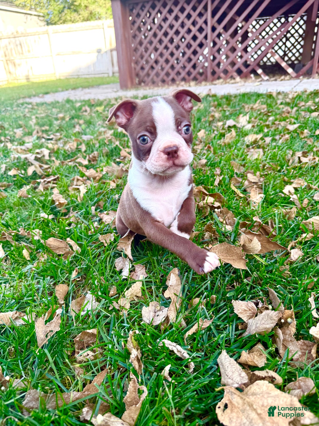 Boston Terrier dogs for sale: Boston Terrier Puppy 2 - Ad 1