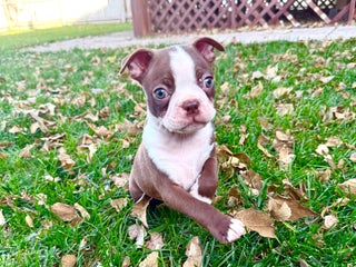 Boston Terrier dogs Boston Terrier Puppy 2 - Ad 25
