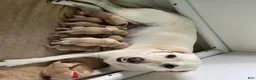 Labrador Retriever dogs for sale: Labrador Retriever 2 - Ad 2