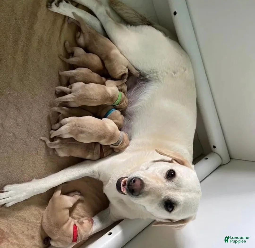 Labrador Retriever dogs for sale: Labrador Retriever 2 - Ad 2