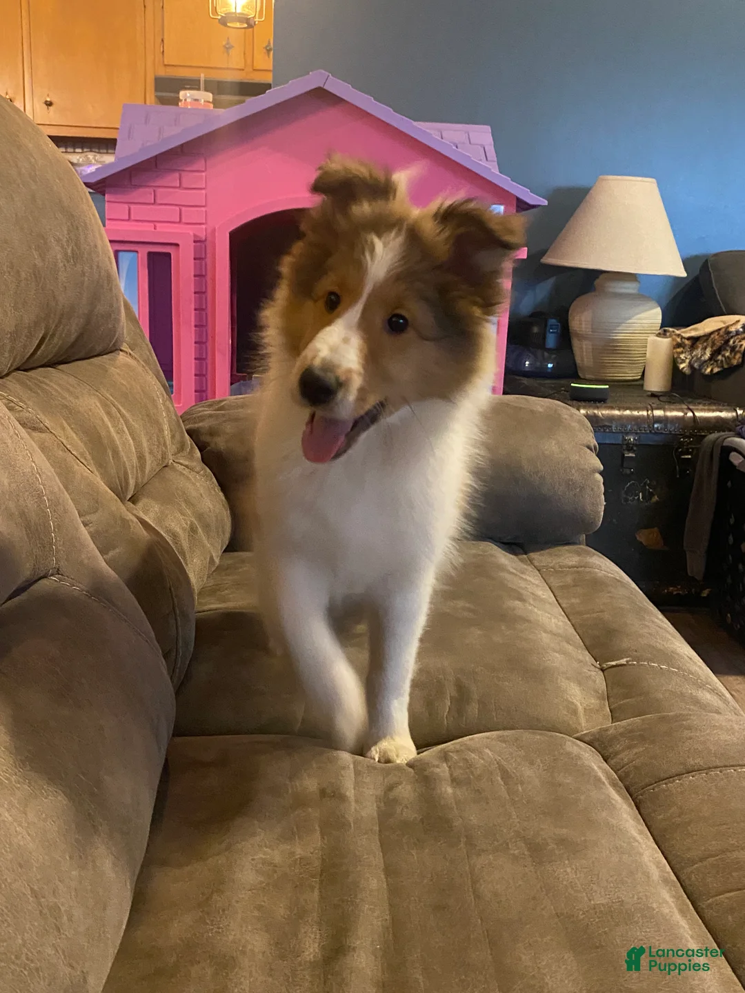 Shetland Sheepdog dogs for sale: Shetland Sheepdog Puppy 2 - Ad 1