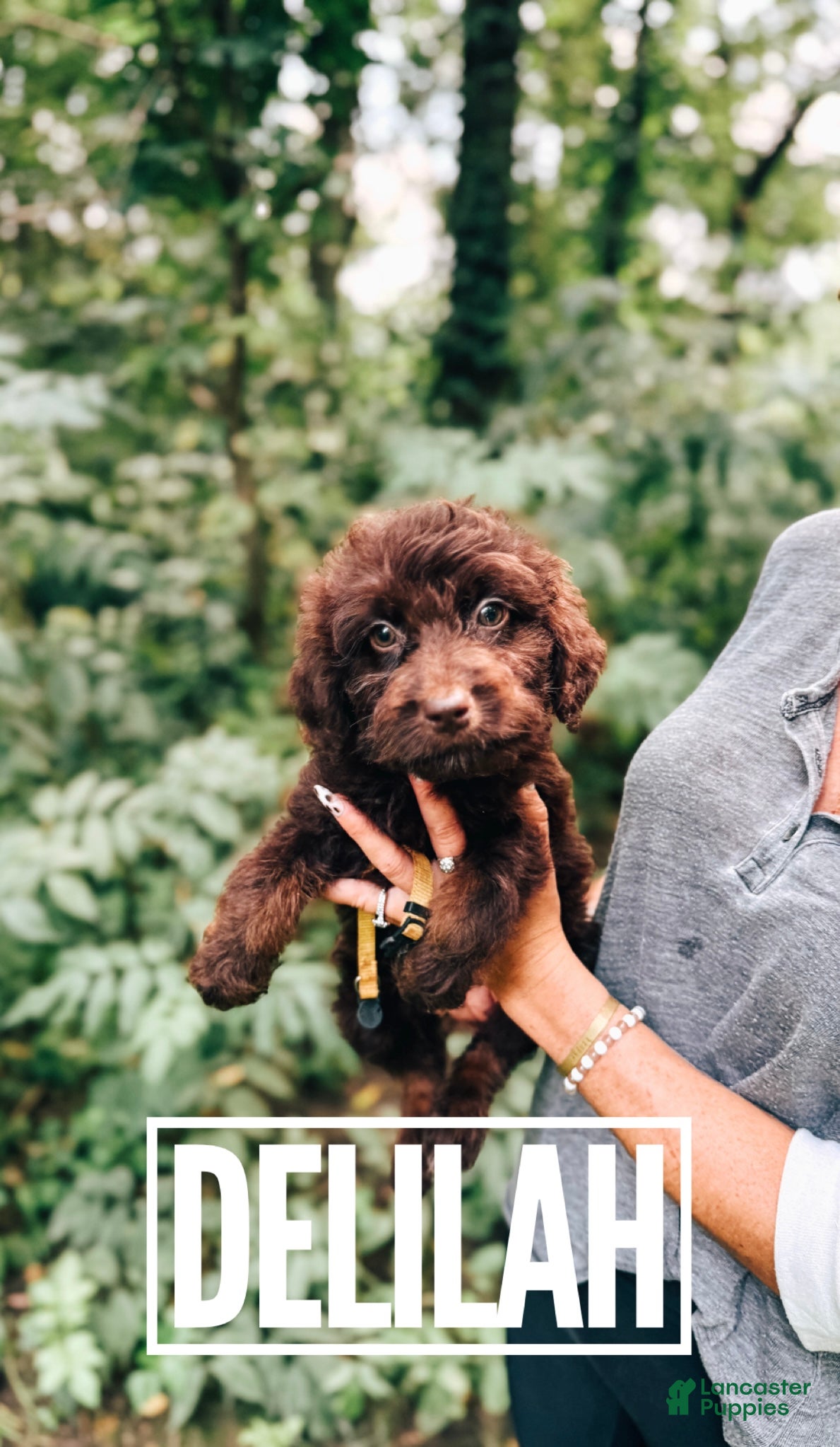 Aussiedoodle dogs Delilah  - Ad 35