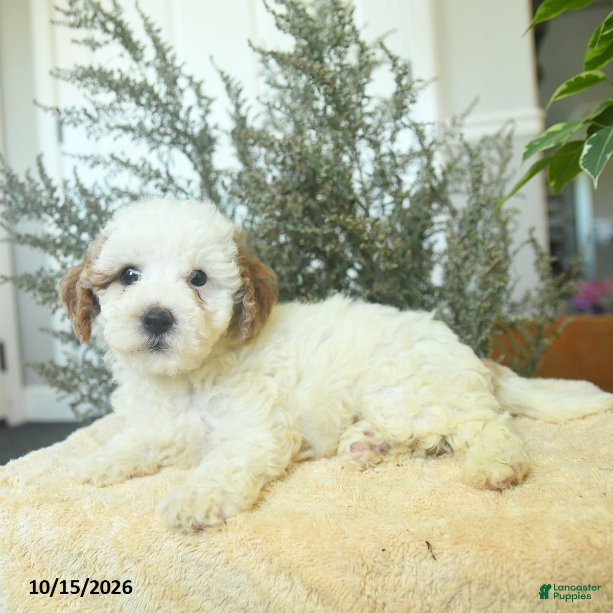 Miniature Poodle dogs Melanie - Ad 1