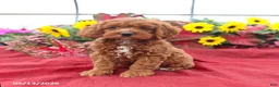 Cockapoo dogs for sale: Handsome - Ad 5
