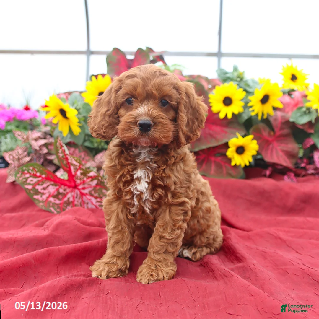 Cockapoo dogs for sale: Handsome - Ad 5