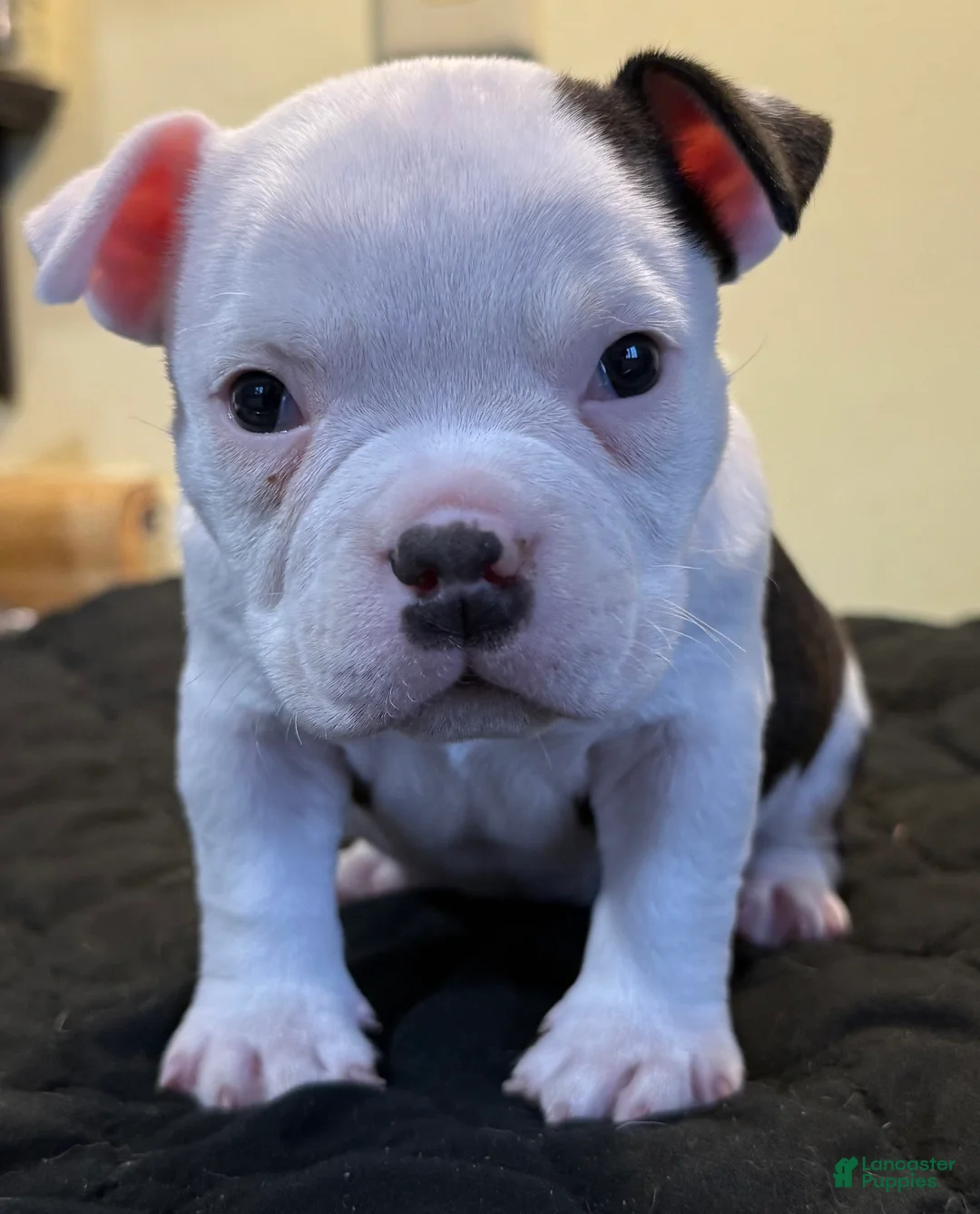 American Bully dogs for sale: Micro Girl  - Ad 4