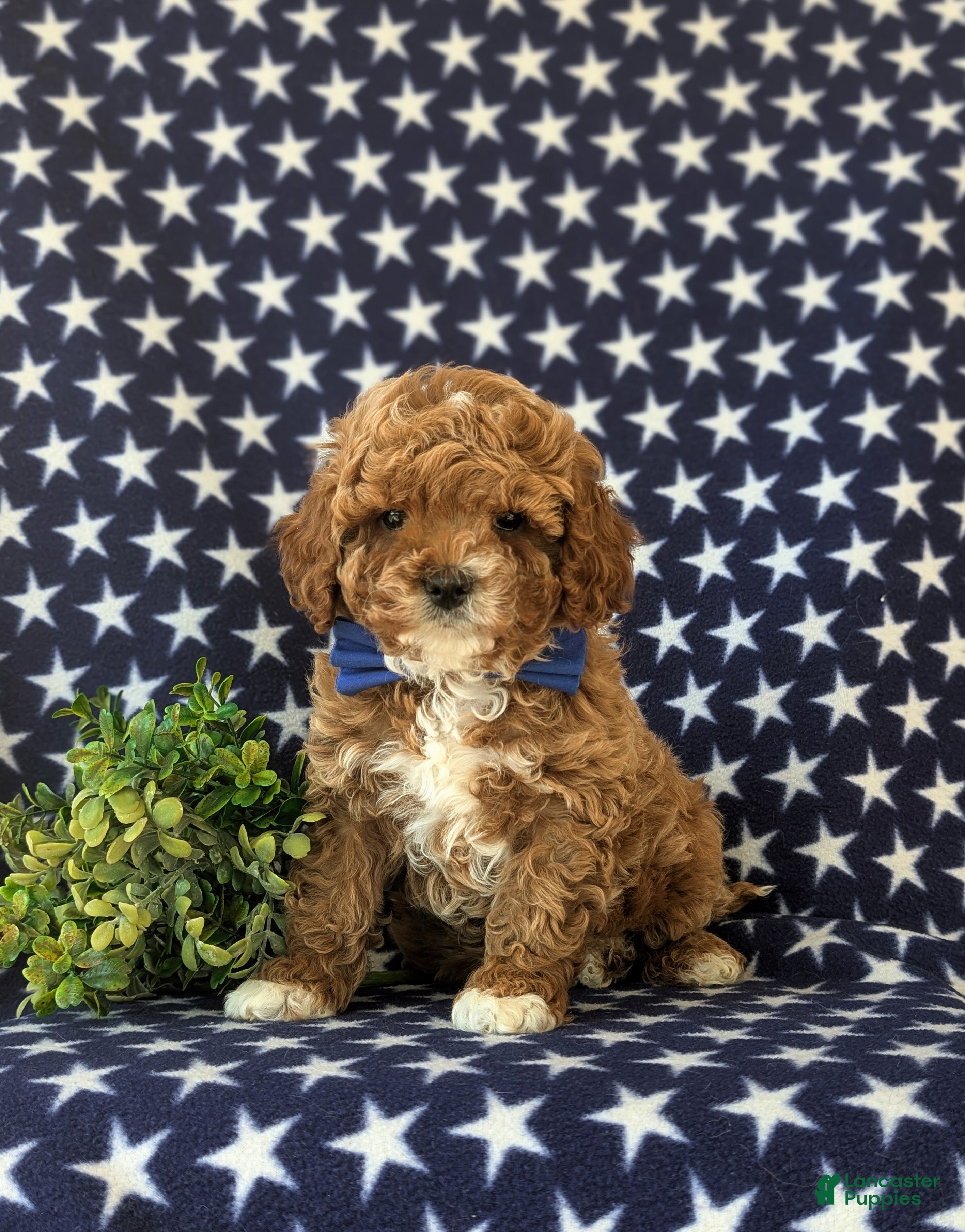 Cavapoo dogs Kai Hypoallergenic - Ad 1