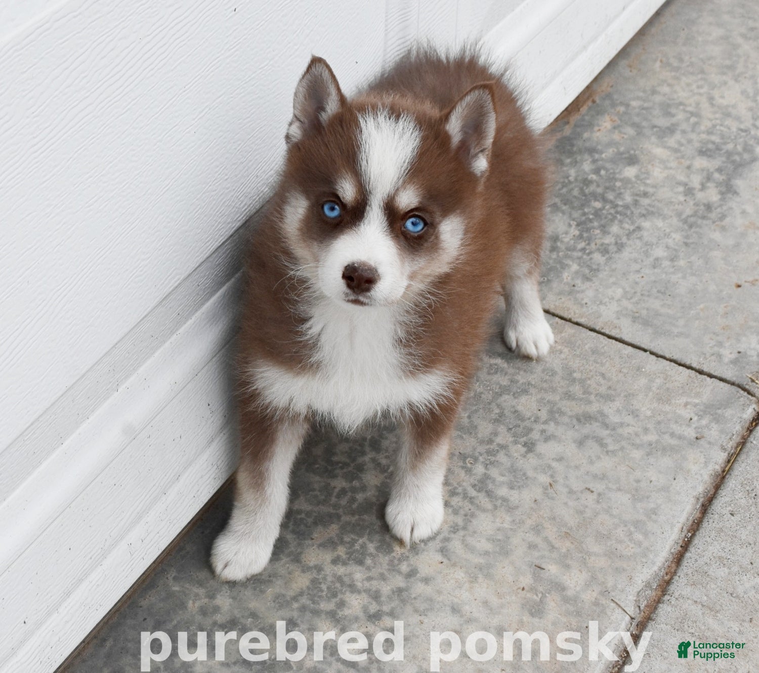 Pomsky dogs Truffle Tiny Pomsky - Ad 6