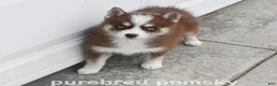 Pomsky dogs for sale: Truffle Tiny Pomsky - Ad 1