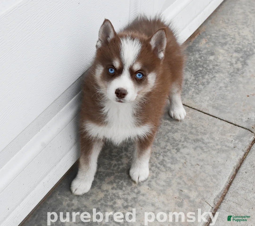 Pomsky dogs for sale: Truffle Tiny Pomsky - Ad 1