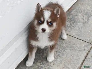 Pomsky dogs Truffle Tiny Pomsky - Ad 2