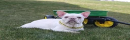 French Bulldog dogs for sale: Rocco - Ad 8