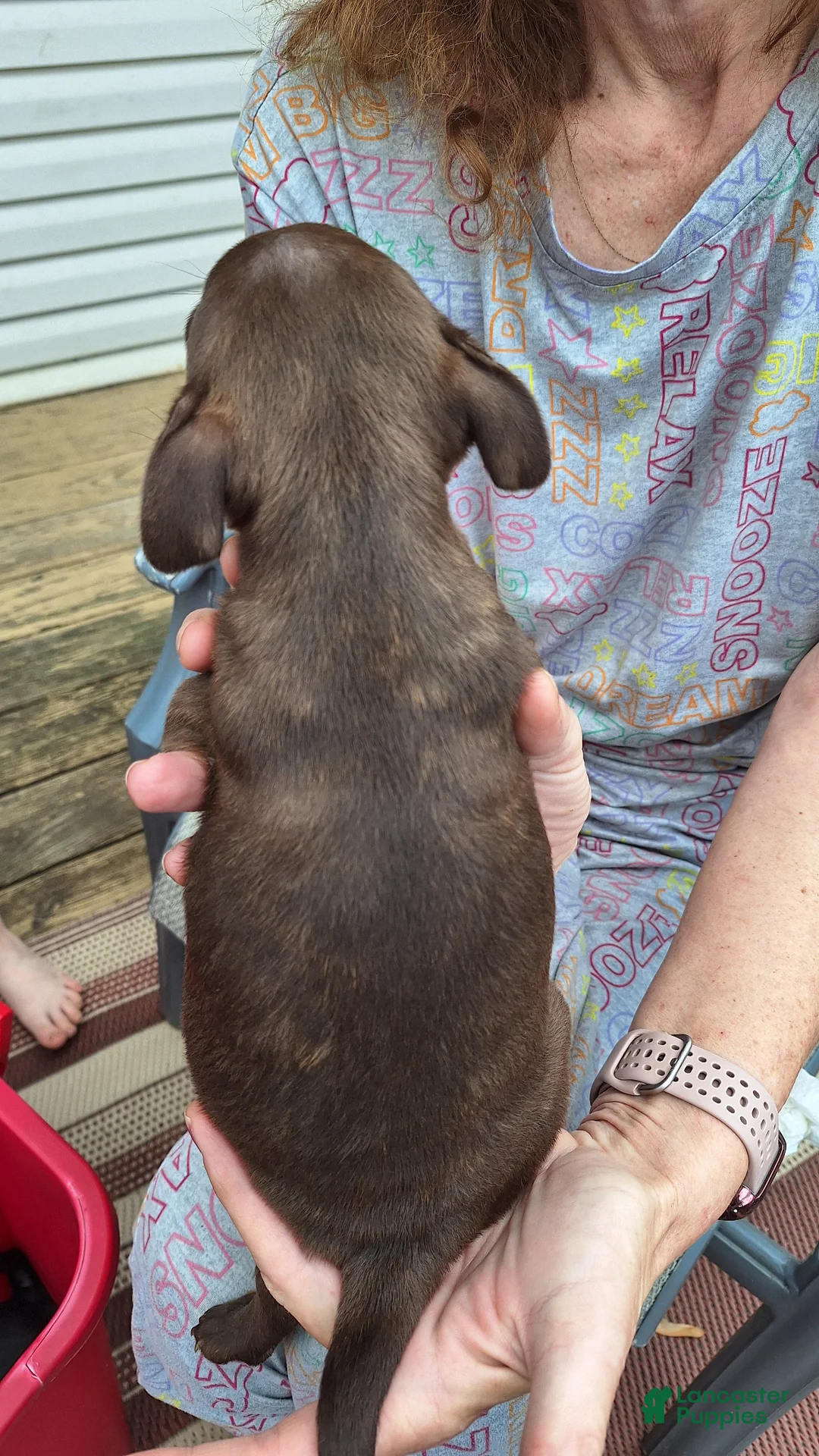 Mixed Breed dogs for sale: Ginger - Ad 2