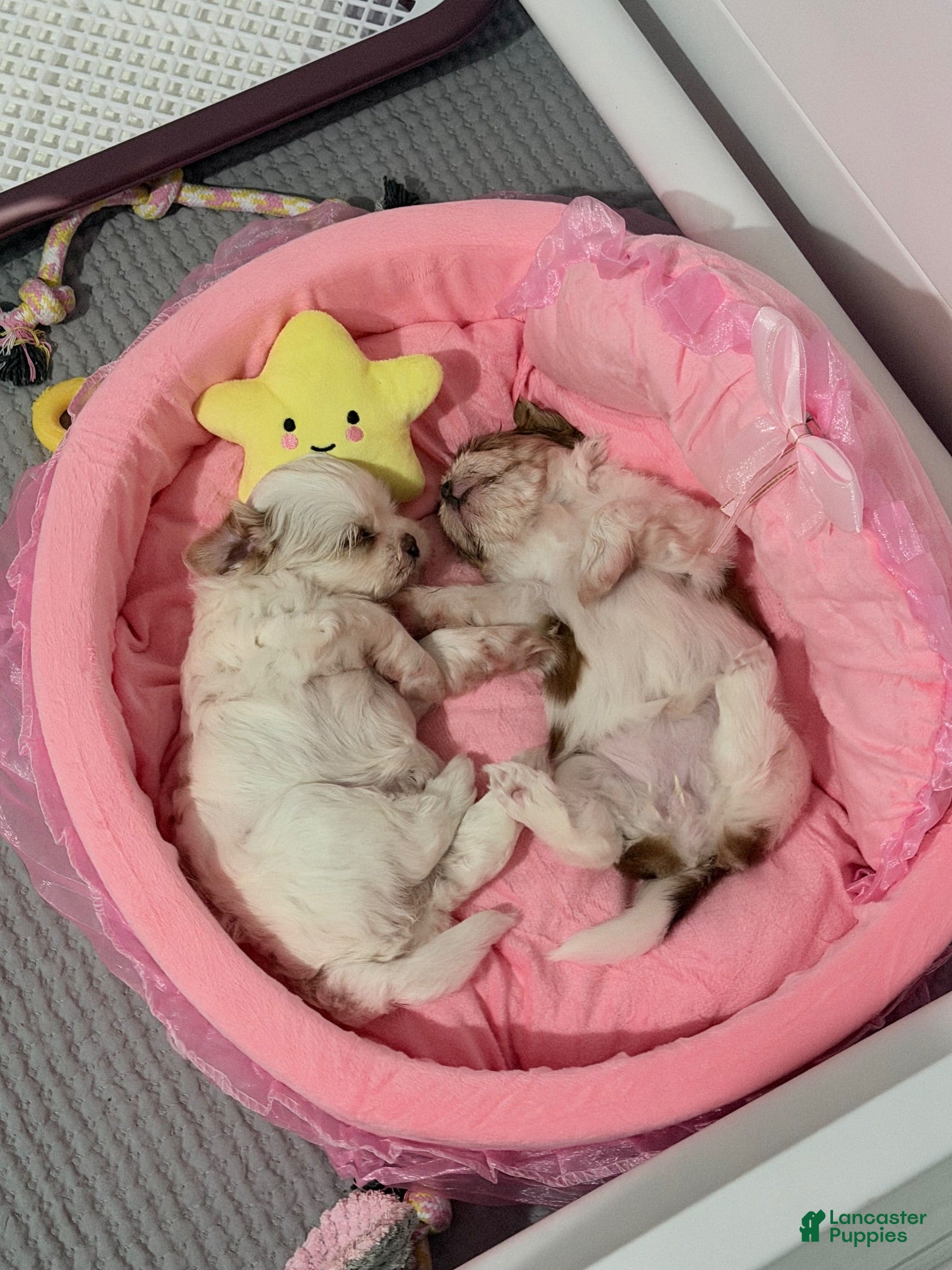 Shih Tzu dogs Shih Tzu 1 - Ad 39