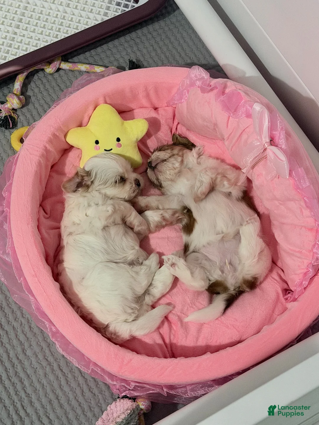 Shih Tzu dogs for sale: Shih Tzu 1 - Ad 1