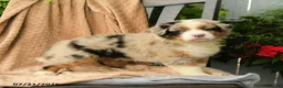 Australian Shepherd dogs for sale: Miles - Ad 5