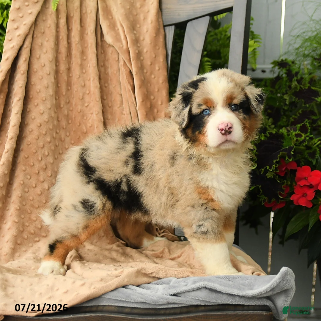 Australian Shepherd dogs for sale: Miles - Ad 5