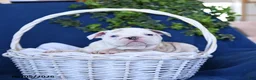 English Bulldog dogs for sale: Taffy - Ad 4