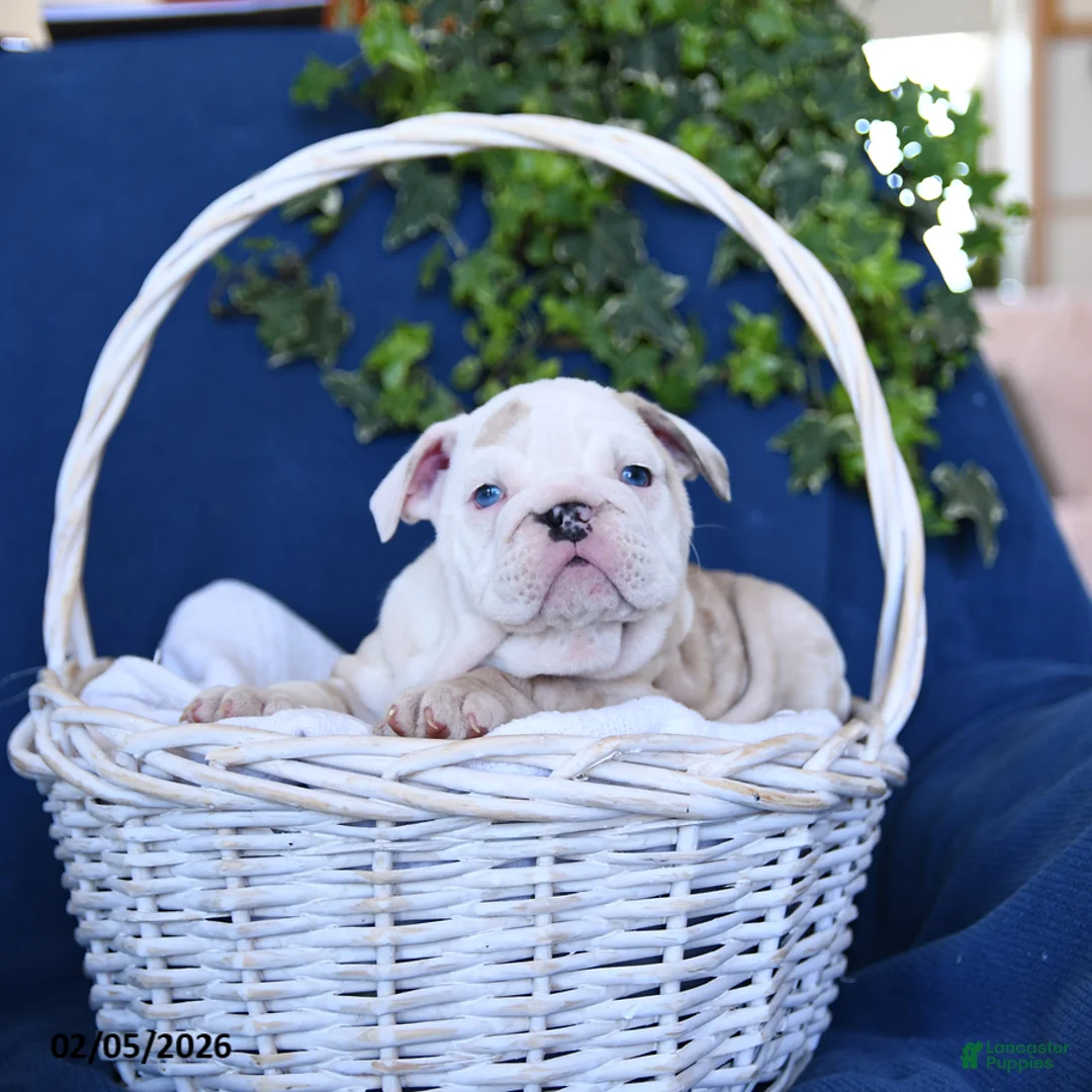 English Bulldog dogs for sale: Taffy - Ad 4