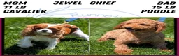Cavapoo dogs for sale: Rayna - Ad 12