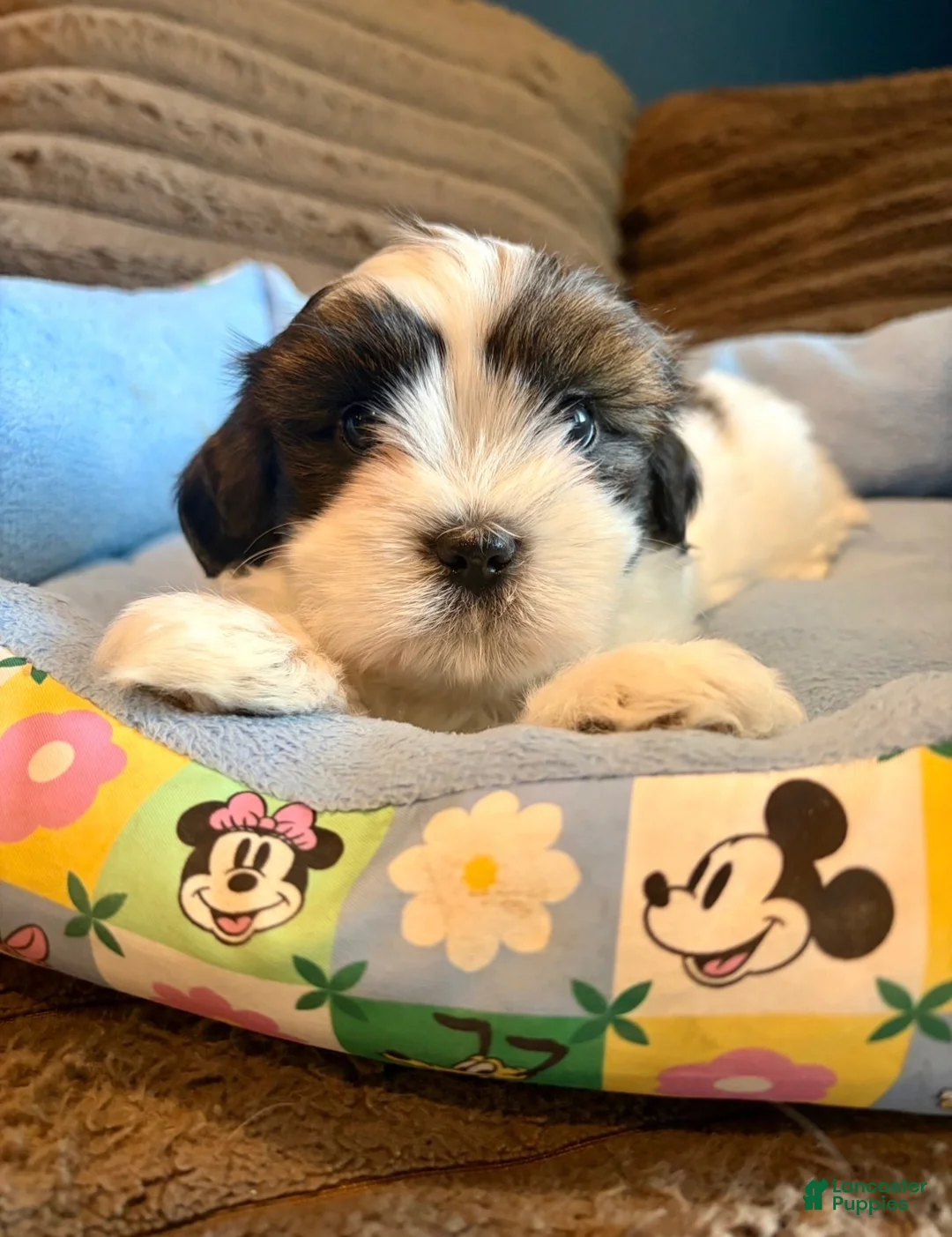 Teddy Bear dogs for sale: Teddy Bear 1 - Ad 2