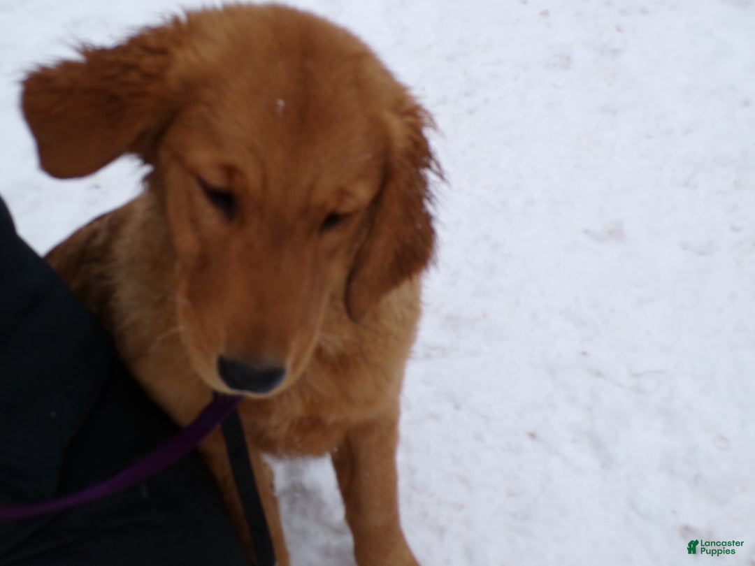 Golden Retriever dogs for sale: Golden Retriever Puppy 1 Sugar - Ad 2