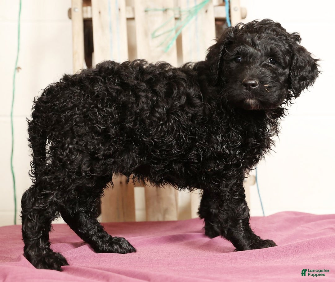 Labradoodle dogs for sale: Grady - Ad 3