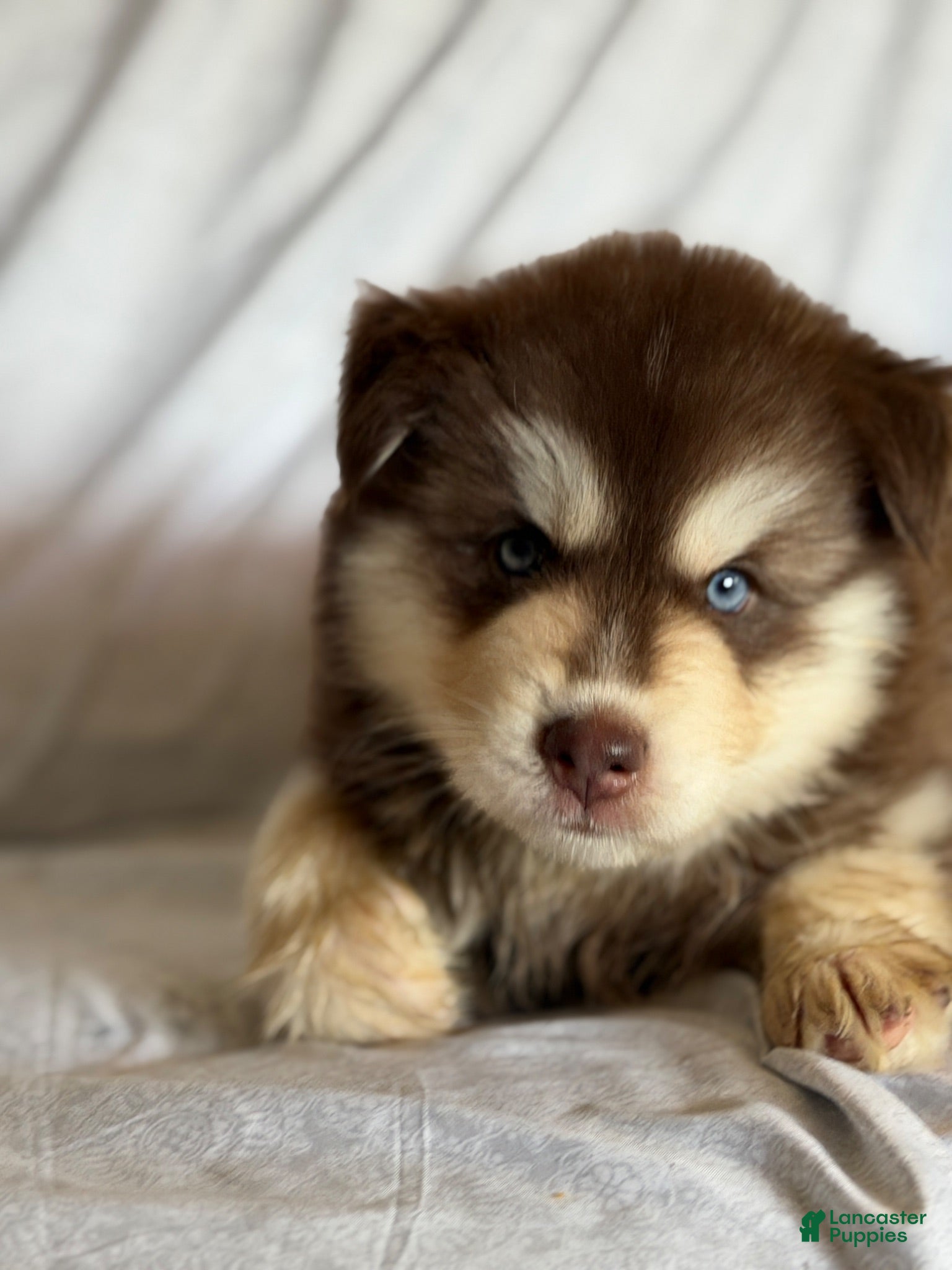 Pomsky dogs Kip - Ad 39