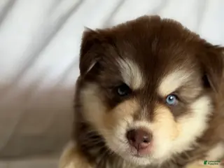 Pomsky dogs Kip - Ad 42