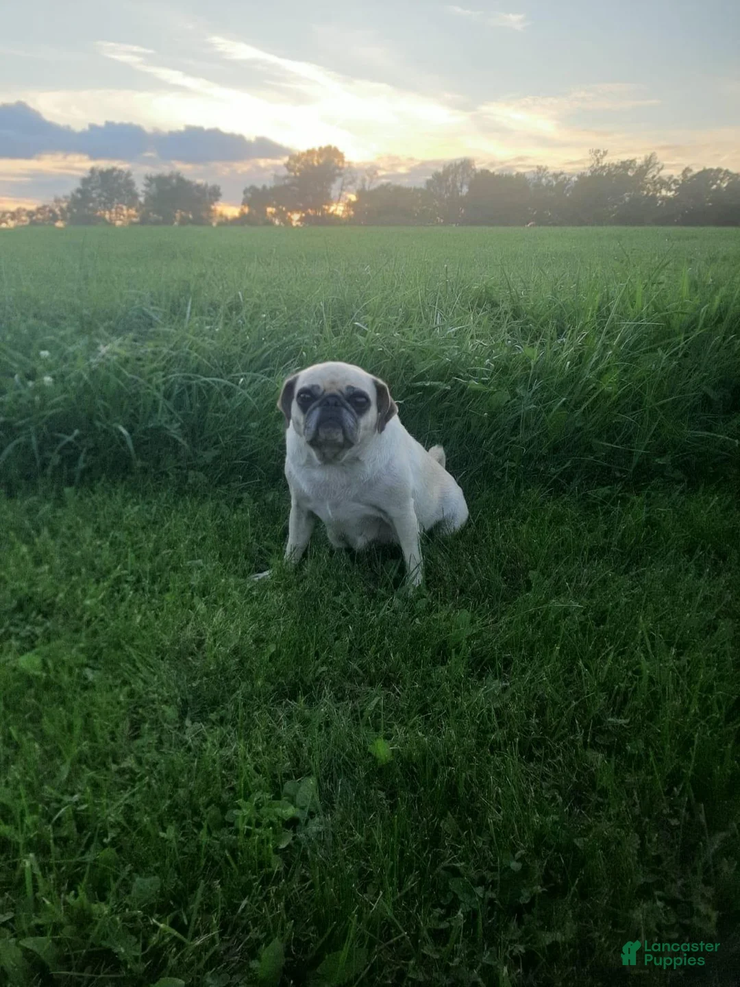 Pug dogs for sale: Pug 2 - Ad 6