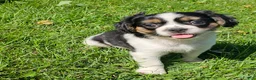 Mixed Breed dogs for sale: Shelby - Ad 1