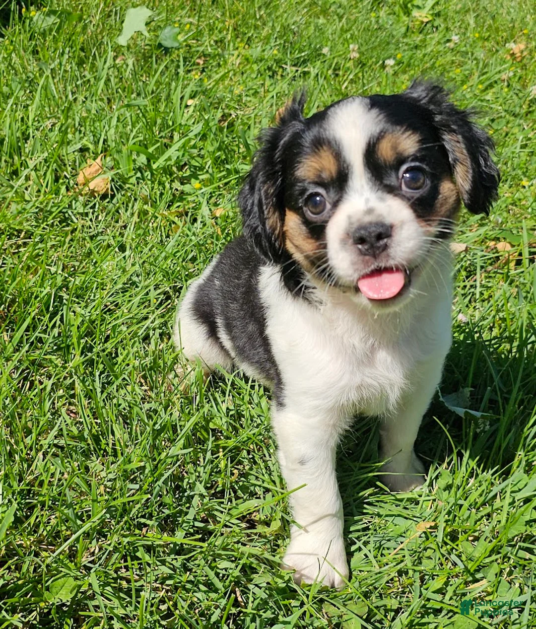 Mixed Breed dogs for sale: Shelby - Ad 1