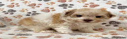Havanese dogs for sale: Gabriel - Ad 6