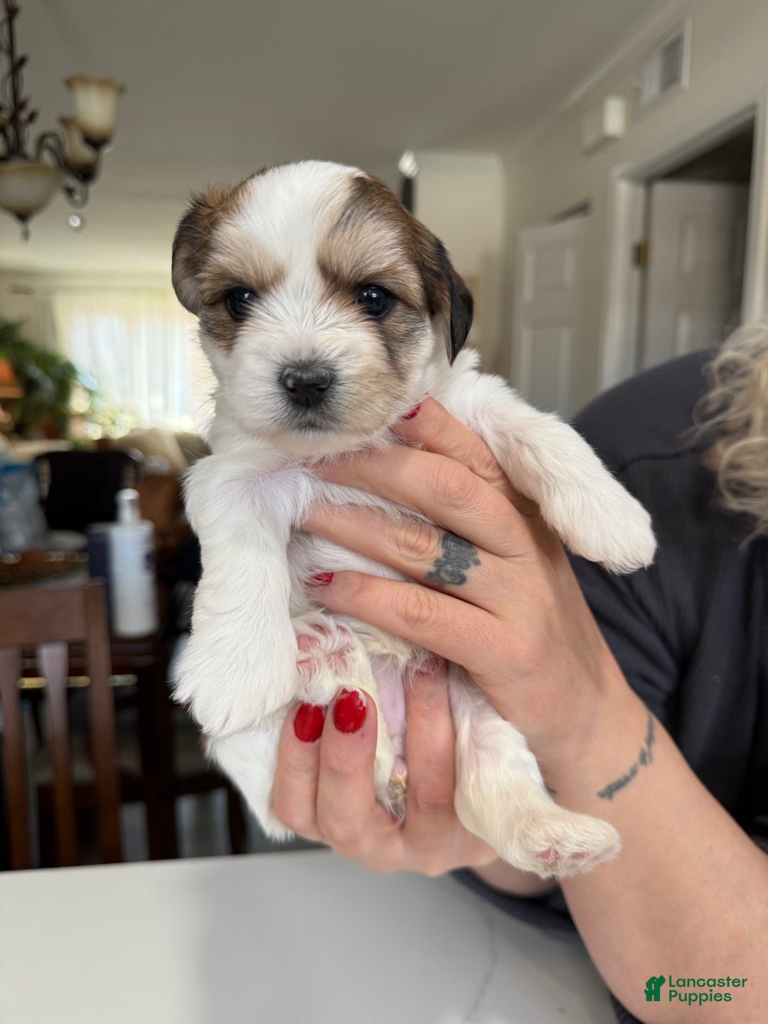 Shorkie dogs for sale: Shorkie Puppy 5 Luna - Ad 5