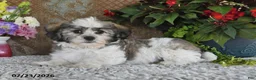 Teddy Bear dogs for sale: Leo - Ad 3