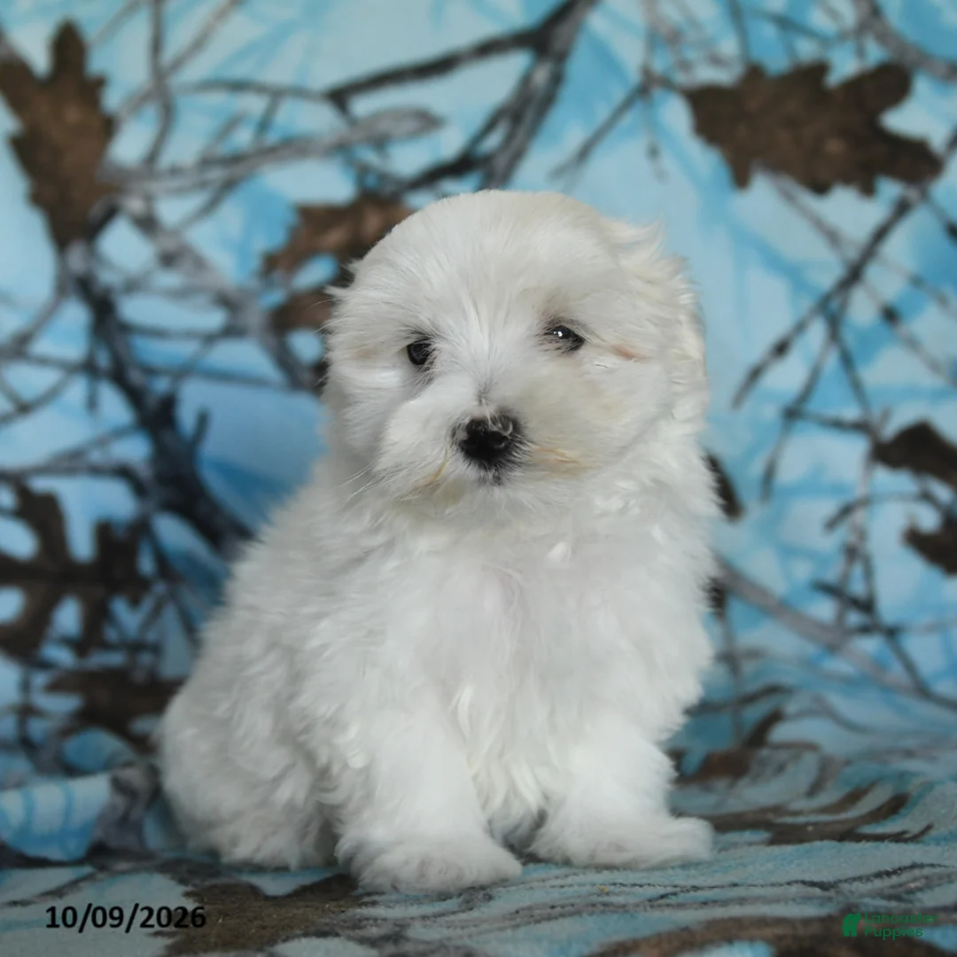 Maltese dogs for sale: Pebbles - Ad 1