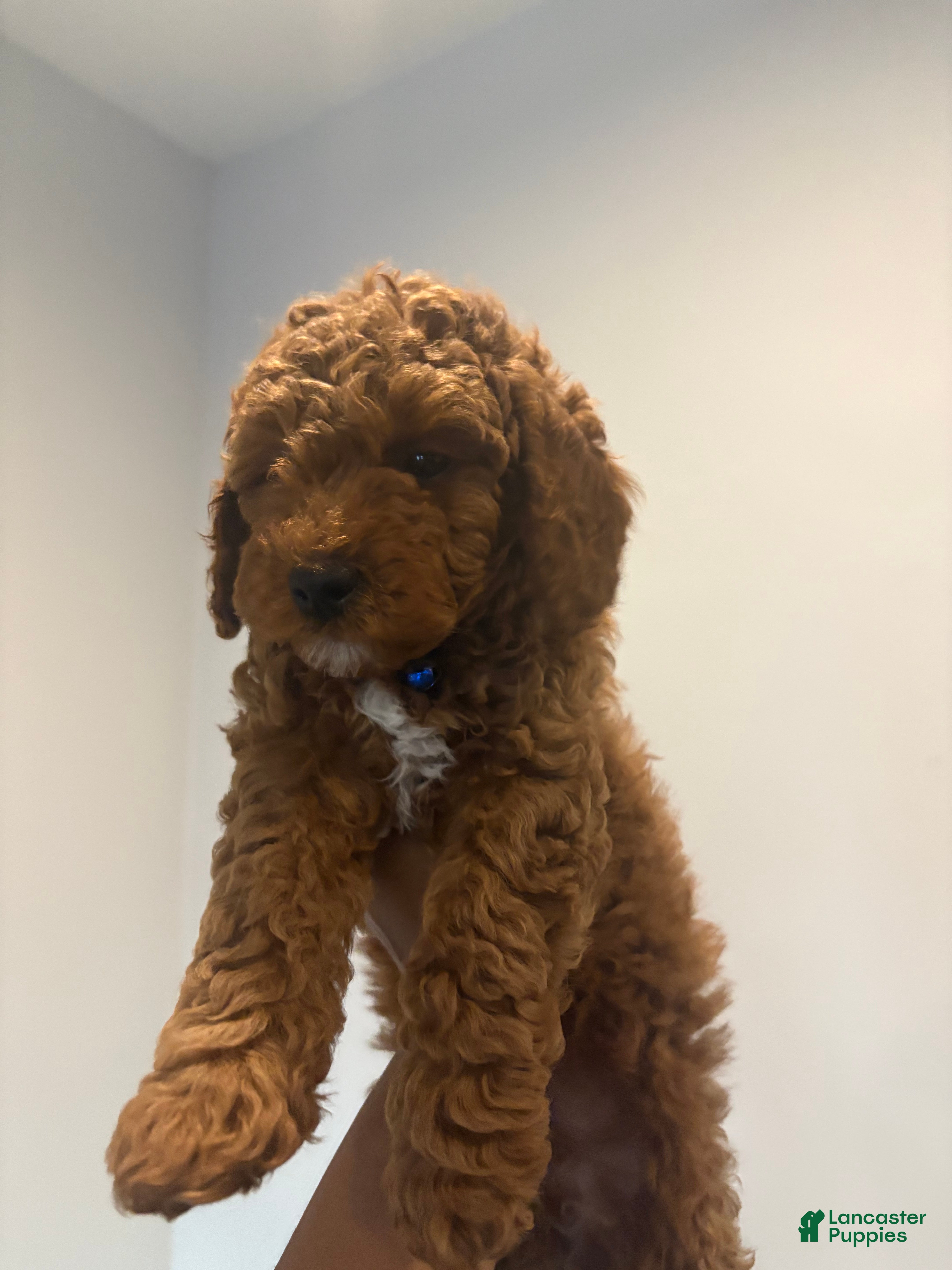 Miniature Poodle dogs Tiger - Ad 33