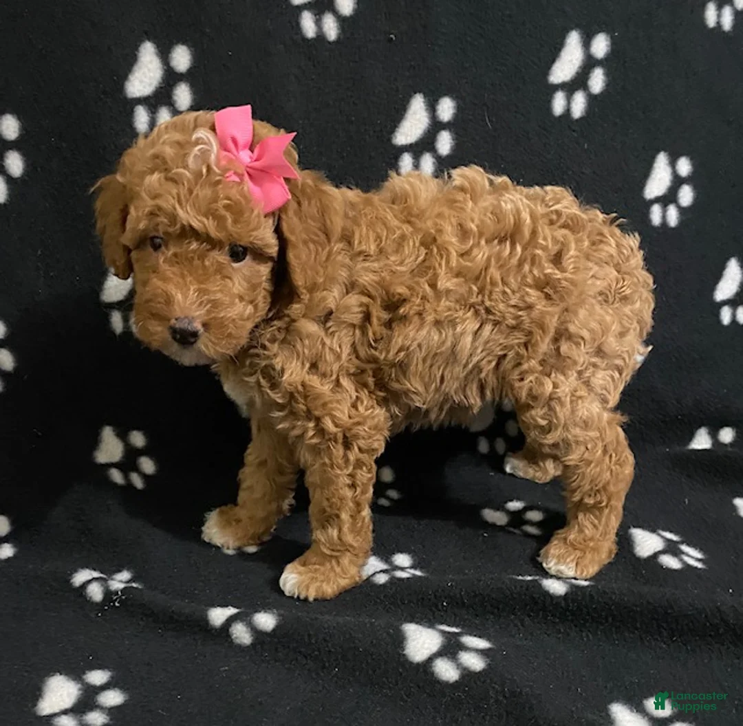 Miniature Poodle dogs for sale: Beauty-medium size - Ad 7