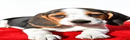 Beagle dogs for sale: Mae - Ad 4