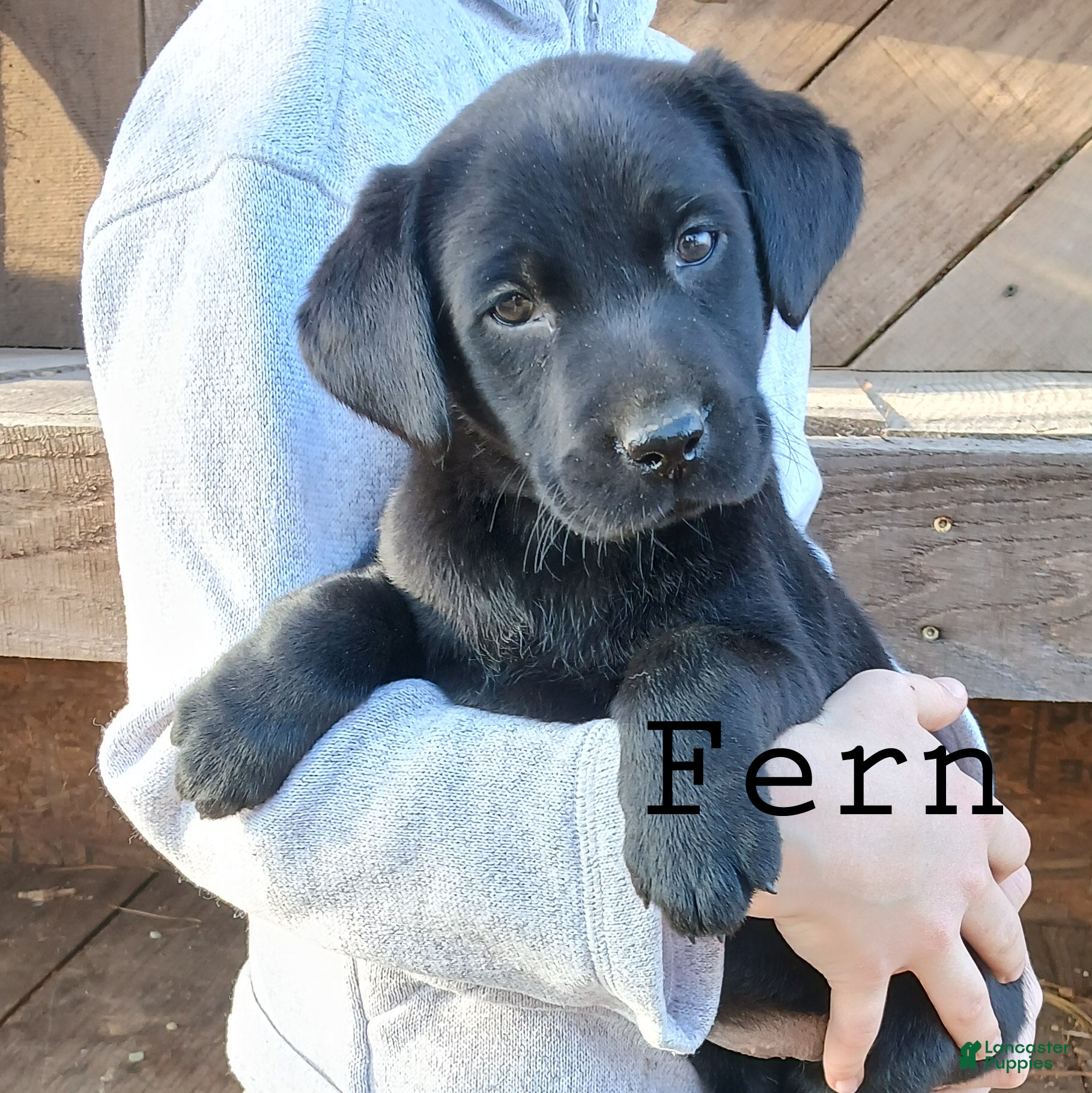 Labrador Retriever dogs FERN - Ad 2