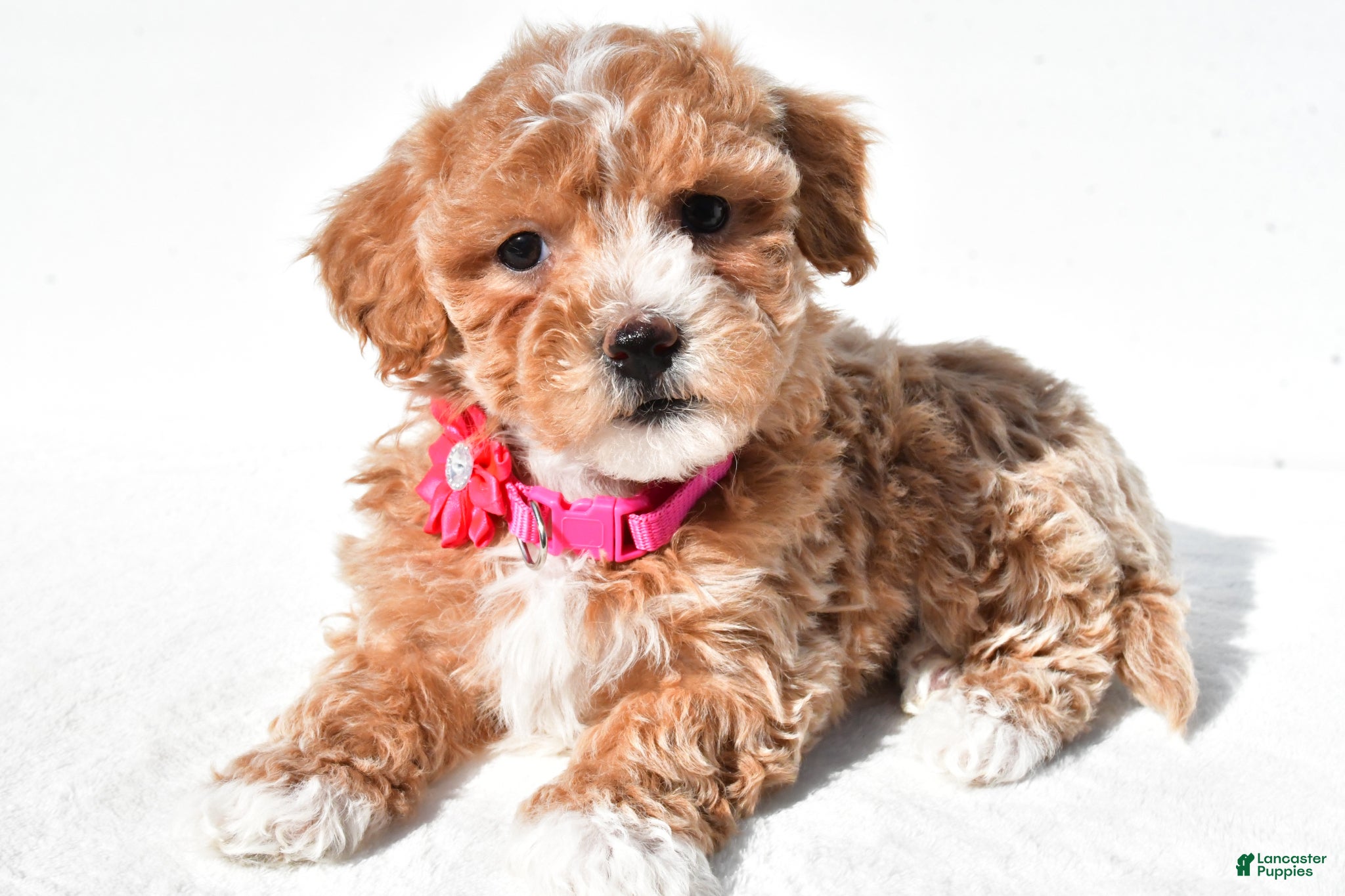 Maltipoo dogs Marsha - Ad 1