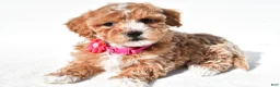 Maltipoo dogs for sale: Marsha - Ad 1