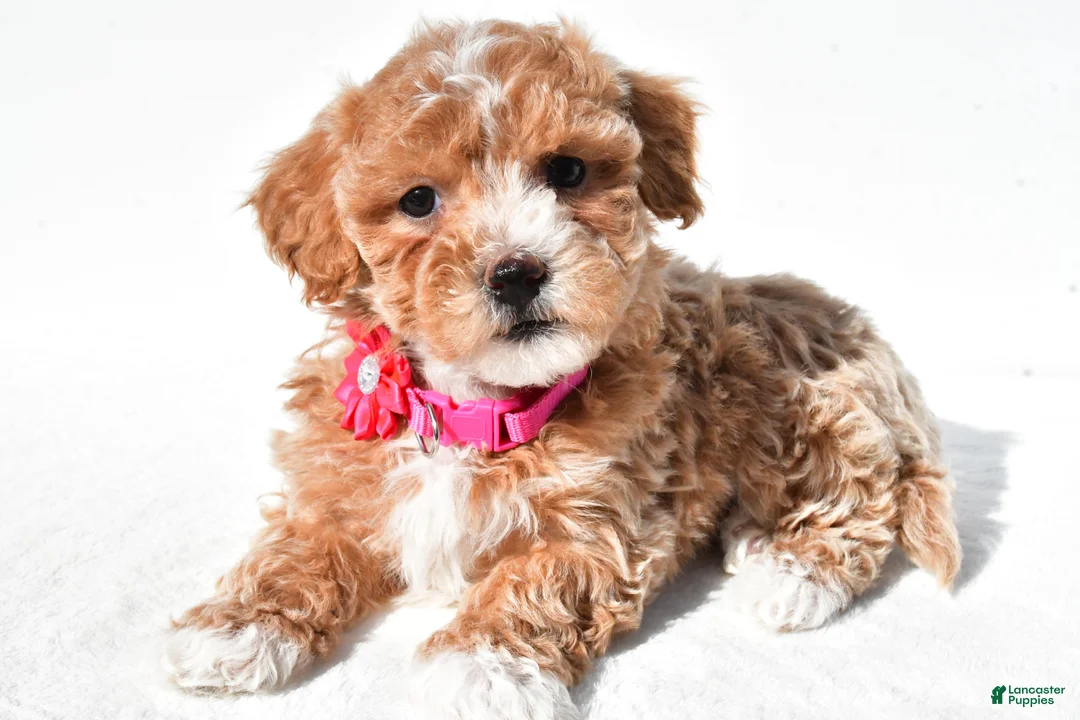 Maltipoo dogs for sale: Marsha - Ad 1