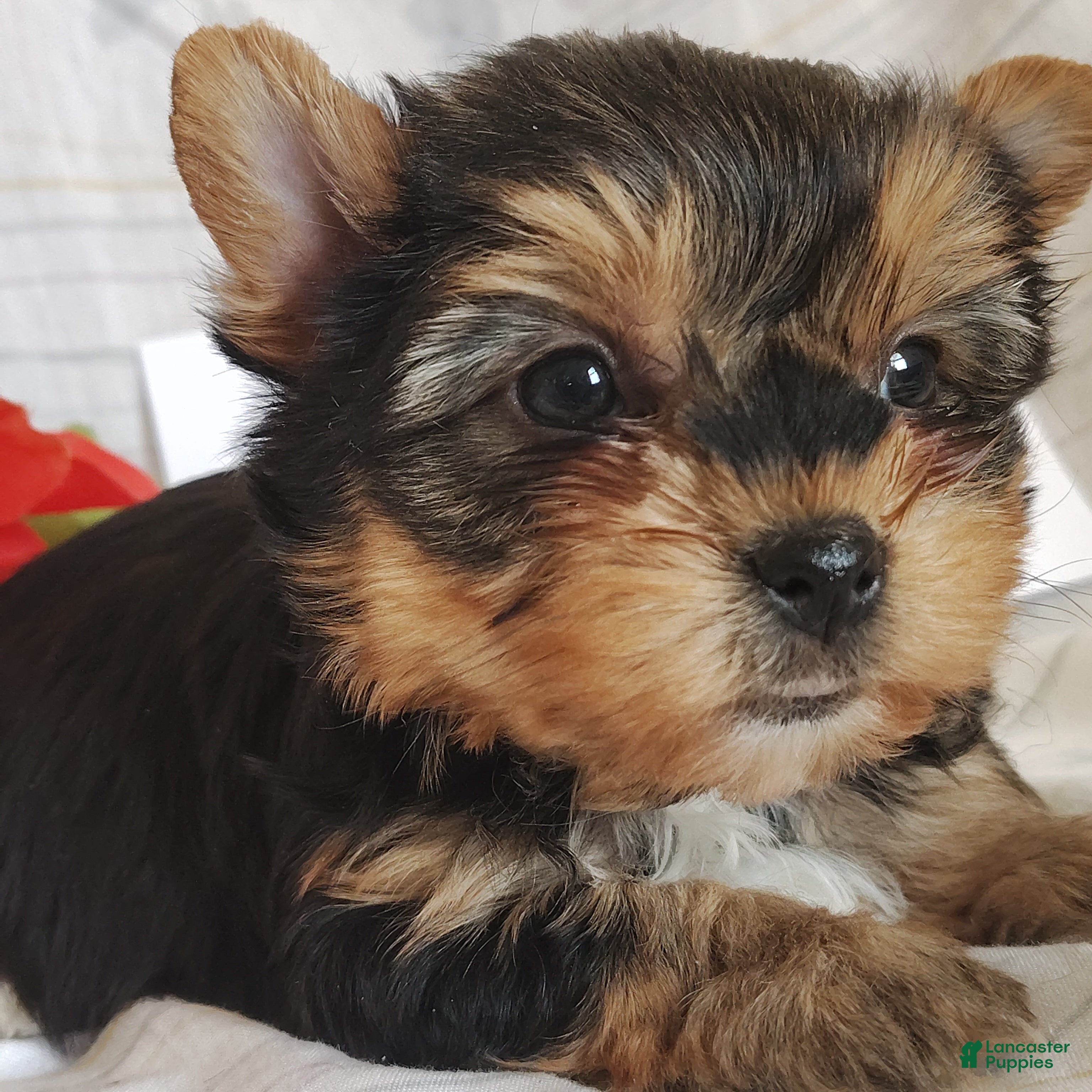 Yorkshire Terrier dogs Miss Poppy - Ad 11