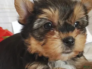 Yorkshire Terrier dogs Miss Poppy - Ad 11