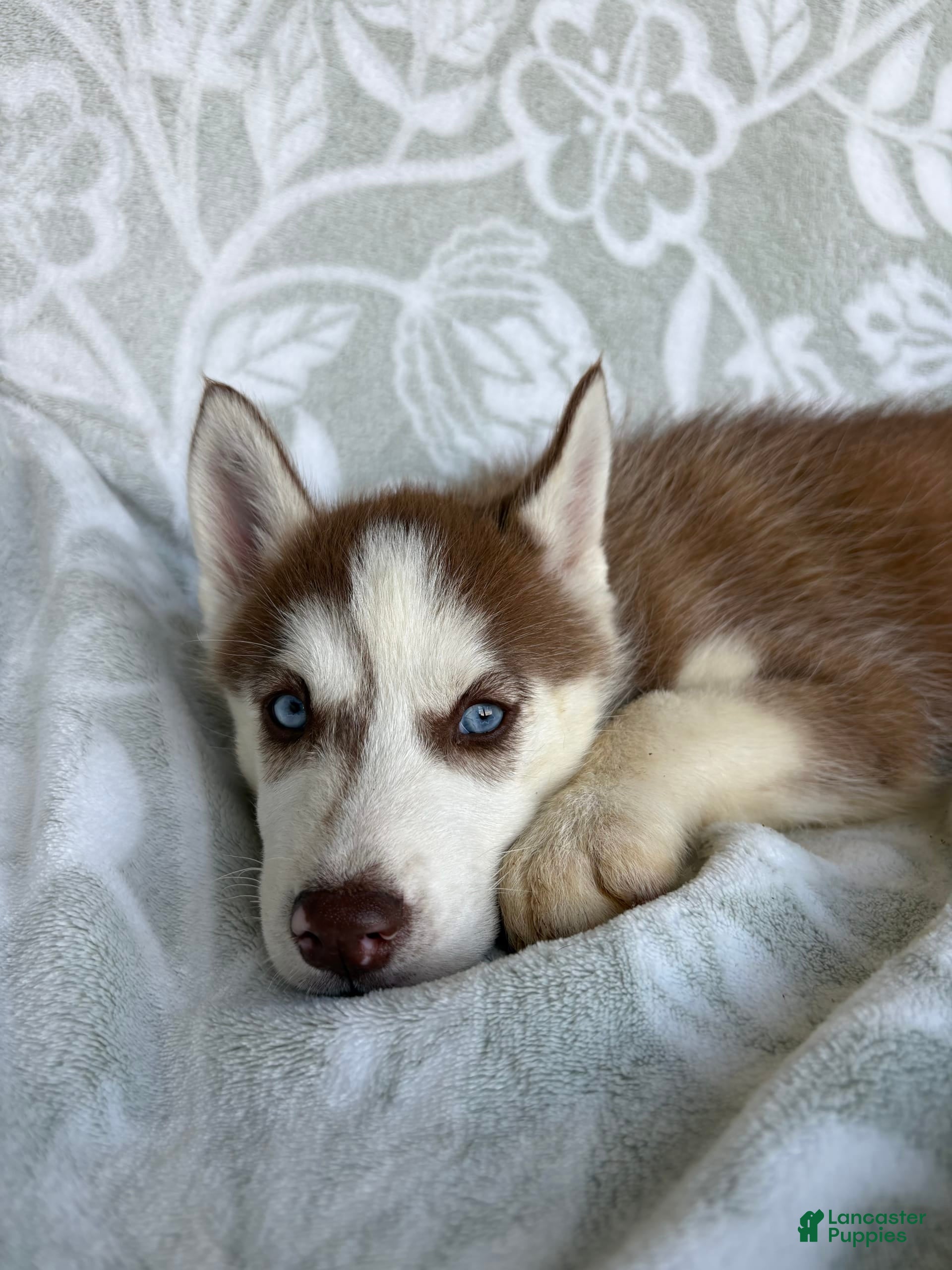 Alaskan Husky Mix Red Siberian Husky Puppies For Sale Jack Russell