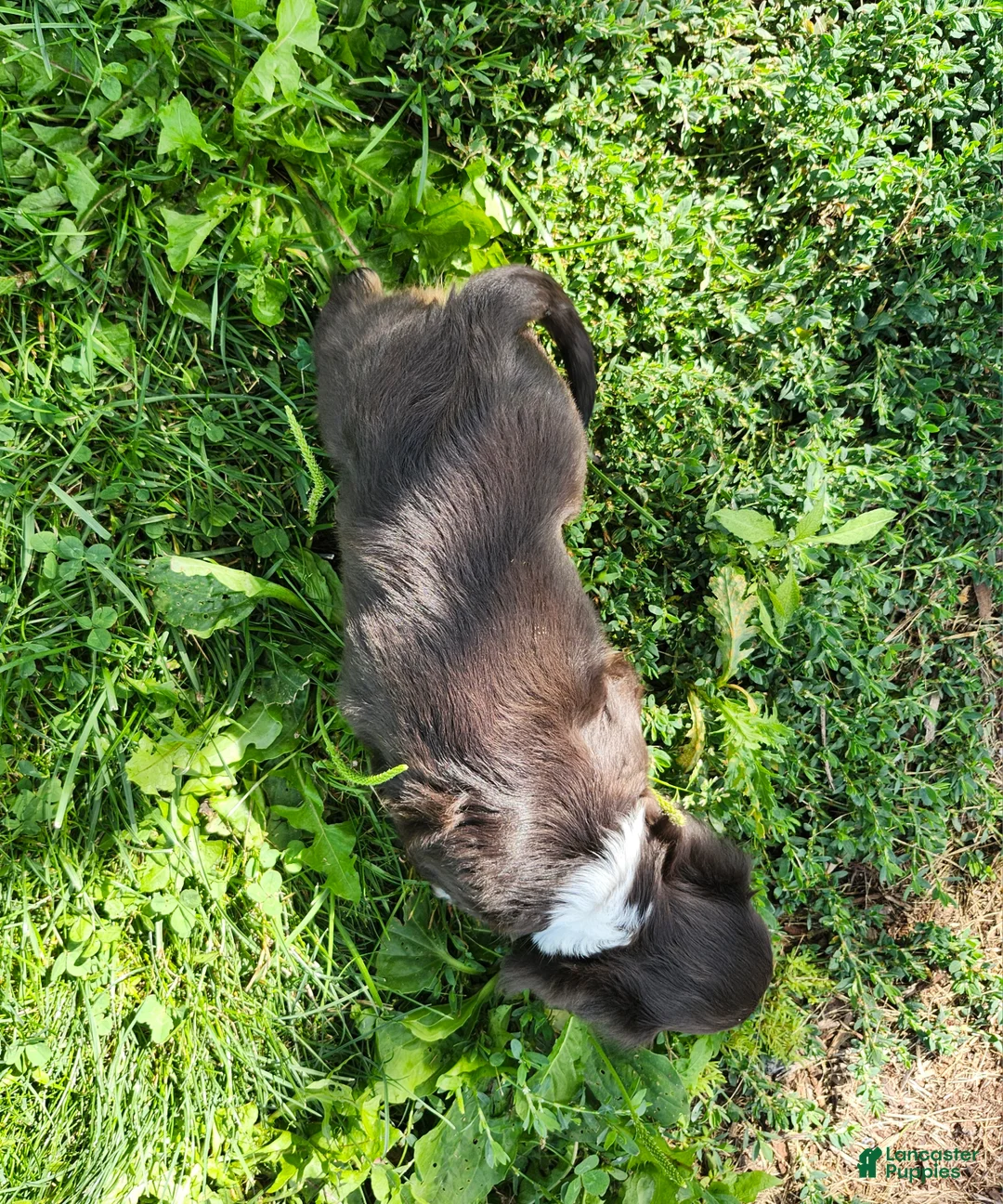 Miniature Dachshund dogs for sale: Pearl - Ad 15