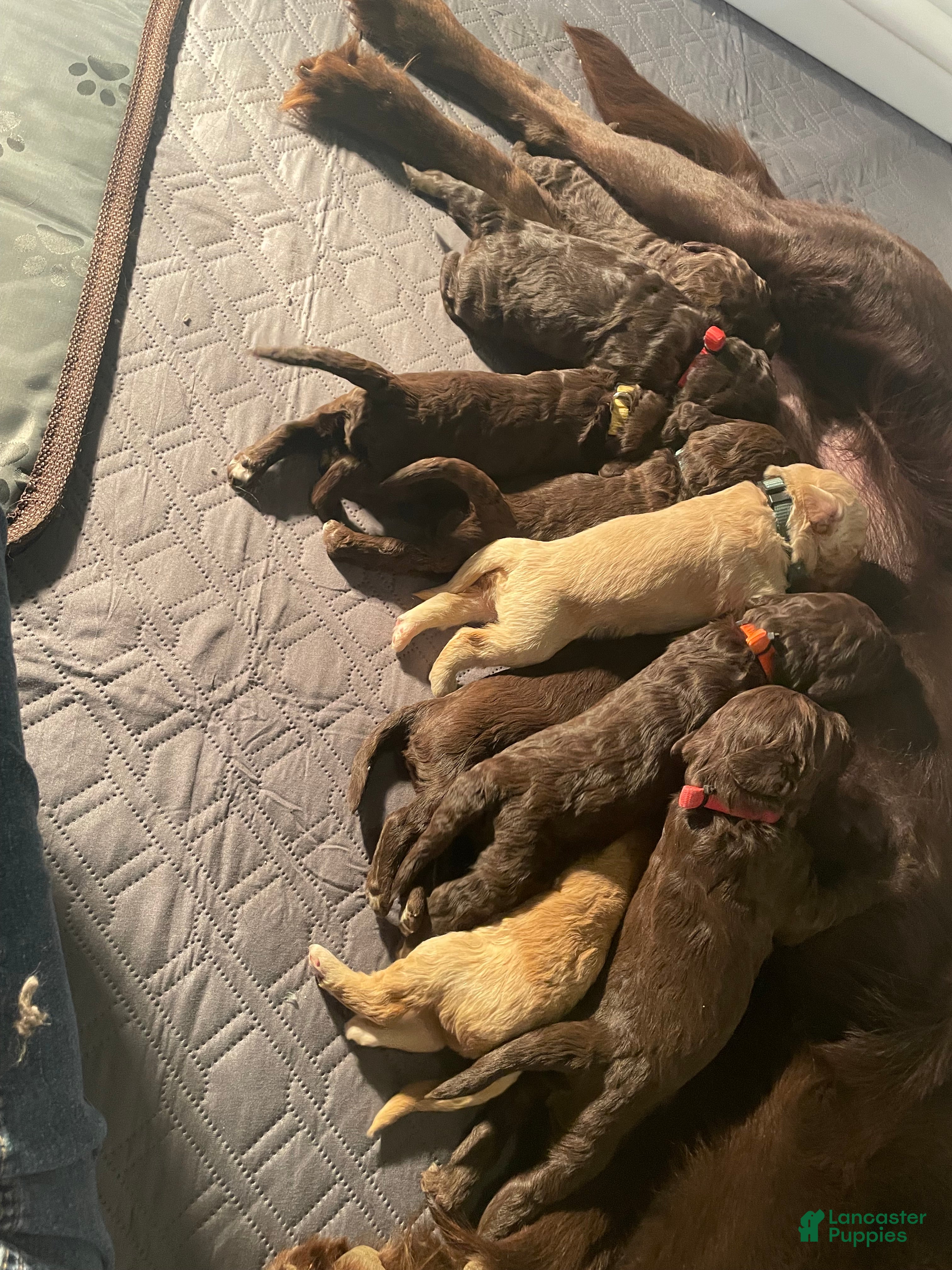 Goldendoodle dogs Ms orange - Ad 3