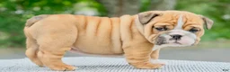 English Bulldog dogs for sale: Mack  - Ad 2