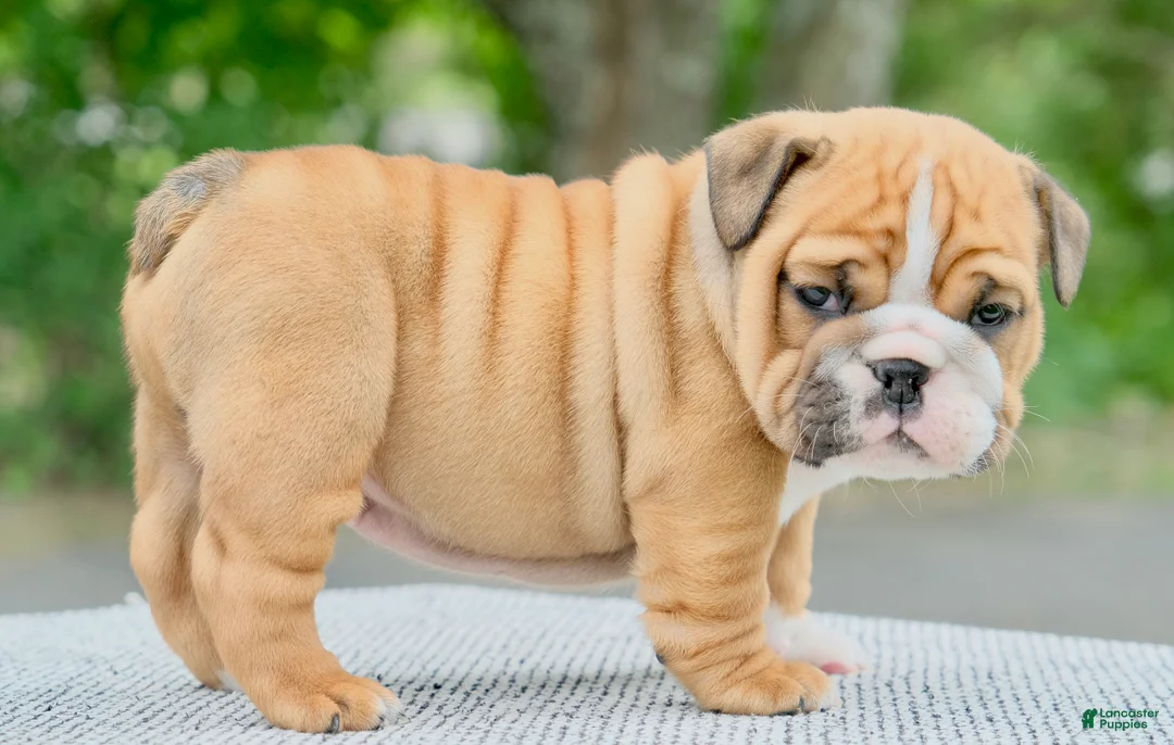 English Bulldog dogs for sale: Mack  - Ad 2
